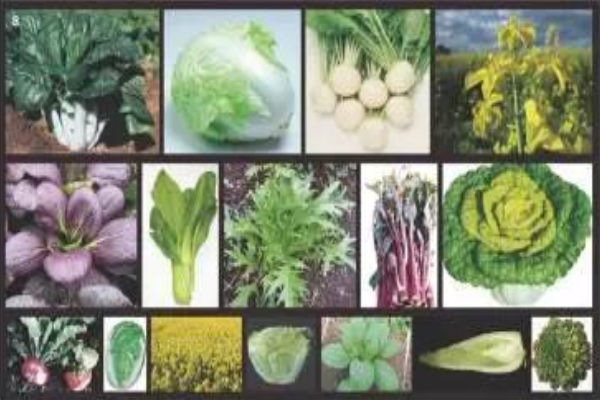 蕓薹類(lèi)物種