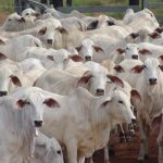 一個(gè)“神奇的”群體