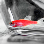 中國農業(yè)科學(xué)院飼料研究所研究成果：腸道微生物產(chǎn)生的腐胺經(jīng)肝臟代謝為亞精胺后發(fā)揮改善魚(yú)體脂肪肝的效應