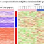 高大上的甲基化和表達譜聯(lián)合分析熱圖展示實(shí)例