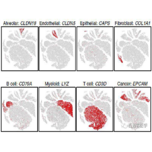 Marker gene鑒定示例圖