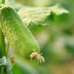 《Science》ARF3介導的生長(cháng)素信號對黃瓜性別決定至關(guān)重要