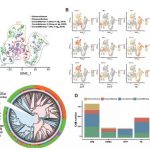 文獻解讀 | 單細胞轉錄組助力人猴嵌合體研究