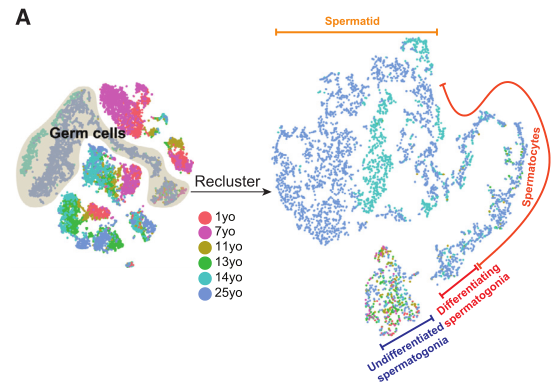 人睪丸生殖細胞亞群及分化軌跡鑒定