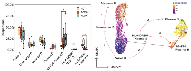 類(lèi)風(fēng)濕關(guān)節炎患者外周血B細胞分析