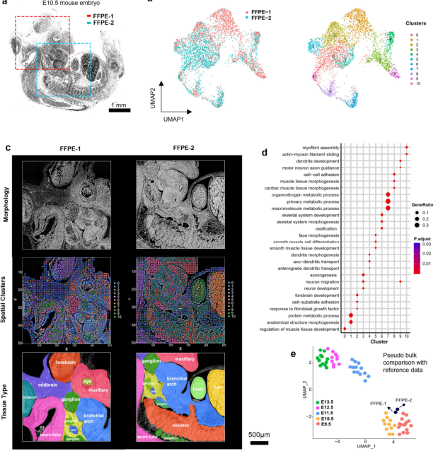 FFPE空間轉錄組解析小鼠胚胎時(shí)空圖譜[3]
