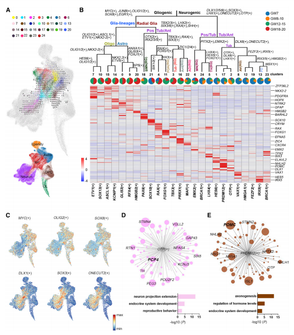 由調節子調節的下丘腦祖細胞的發(fā)育多樣化