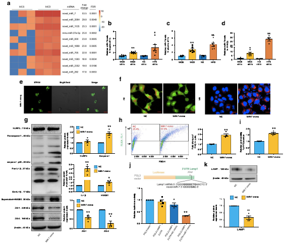 NAFLD肝源性外泌體通過(guò)激活組織蛋白酶B/NLRP3免疫激酶體軸誘導微血管內皮細胞高通透性