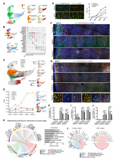 OL成熟過(guò)程中的轉錄動(dòng)力學(xué)