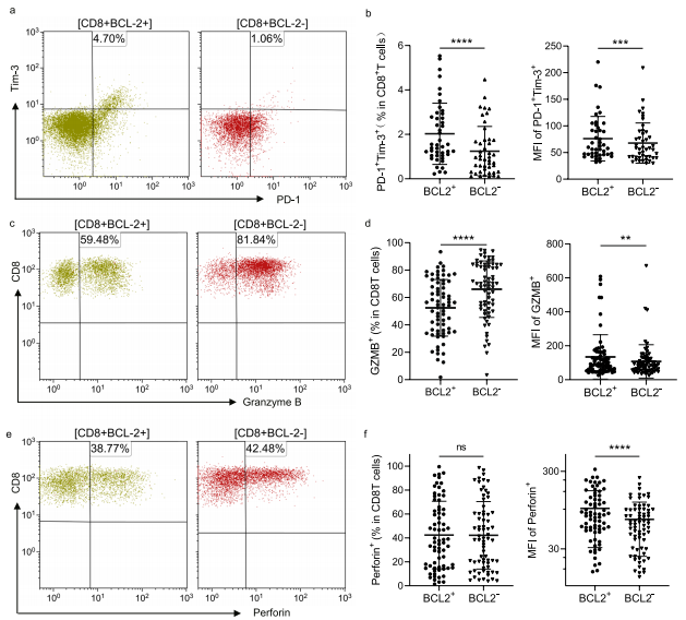 CD8+ T細胞的耗竭和細胞毒性