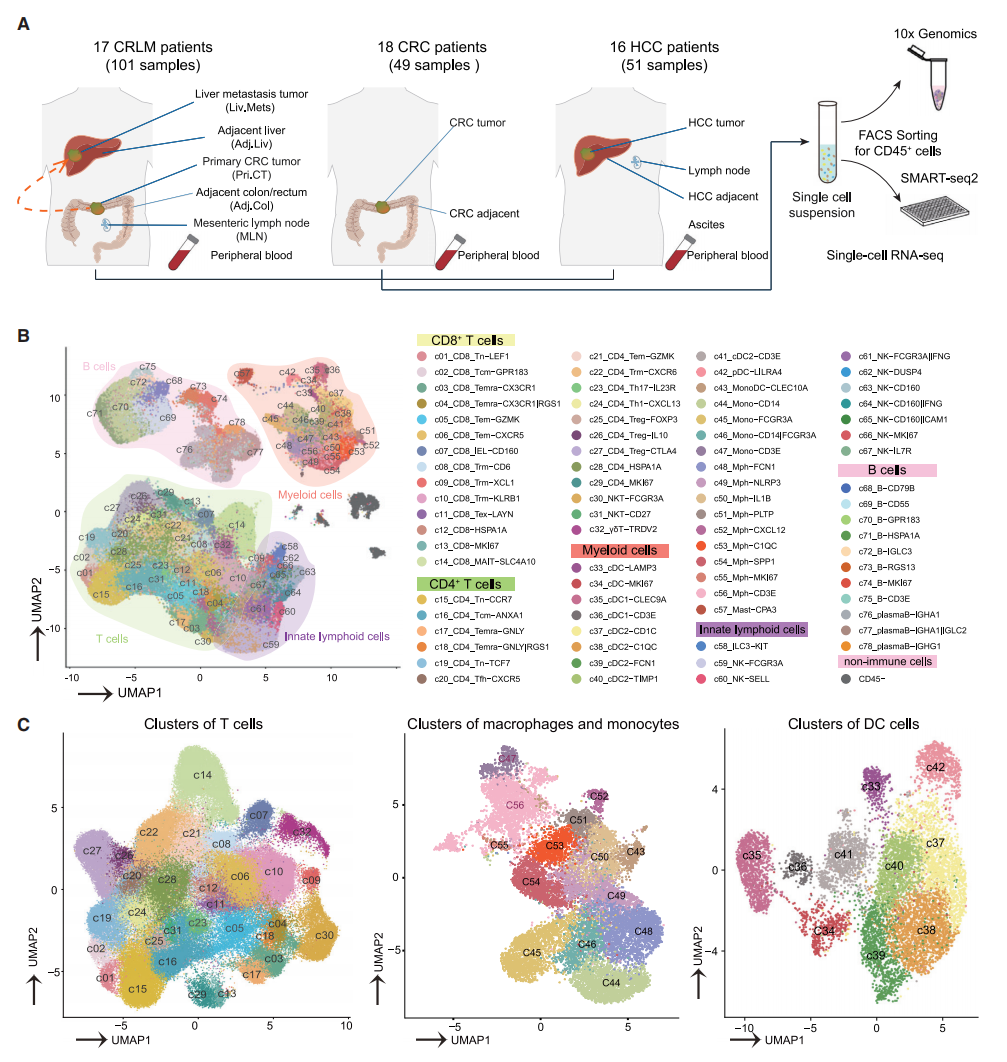 圖1 CRLM、HCC和CRC不同的免疫特征
