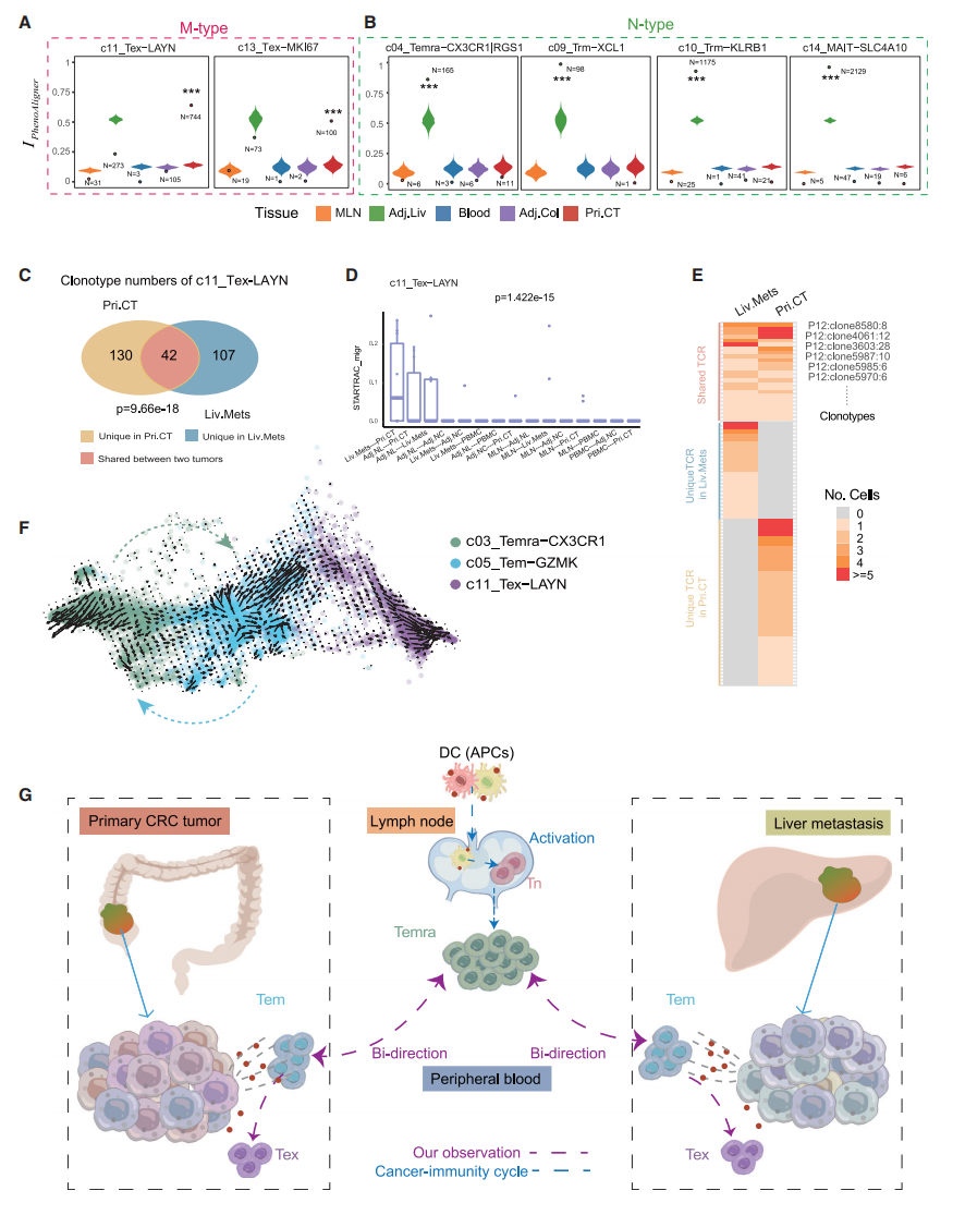 圖3?CD8+耗竭T細胞與惡性腫瘤相關(guān)且依賴(lài)于TCR