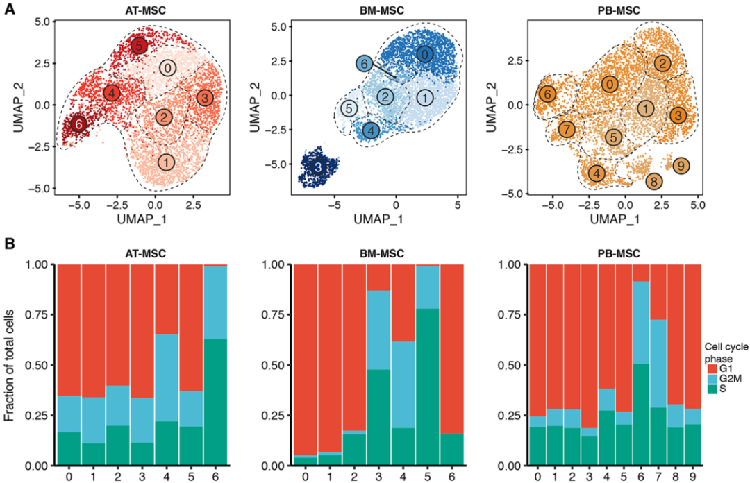 圖4單細胞RNA測序（sc?RNAseq）數據揭示了馬間充質(zhì)基質(zhì)細胞（MSCs）的源內變異