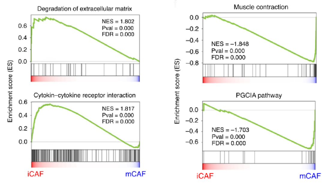 圖4?利用GSEA分析膀胱癌腫瘤相關(guān)成纖維細胞顯著(zhù)富集的通路[5]