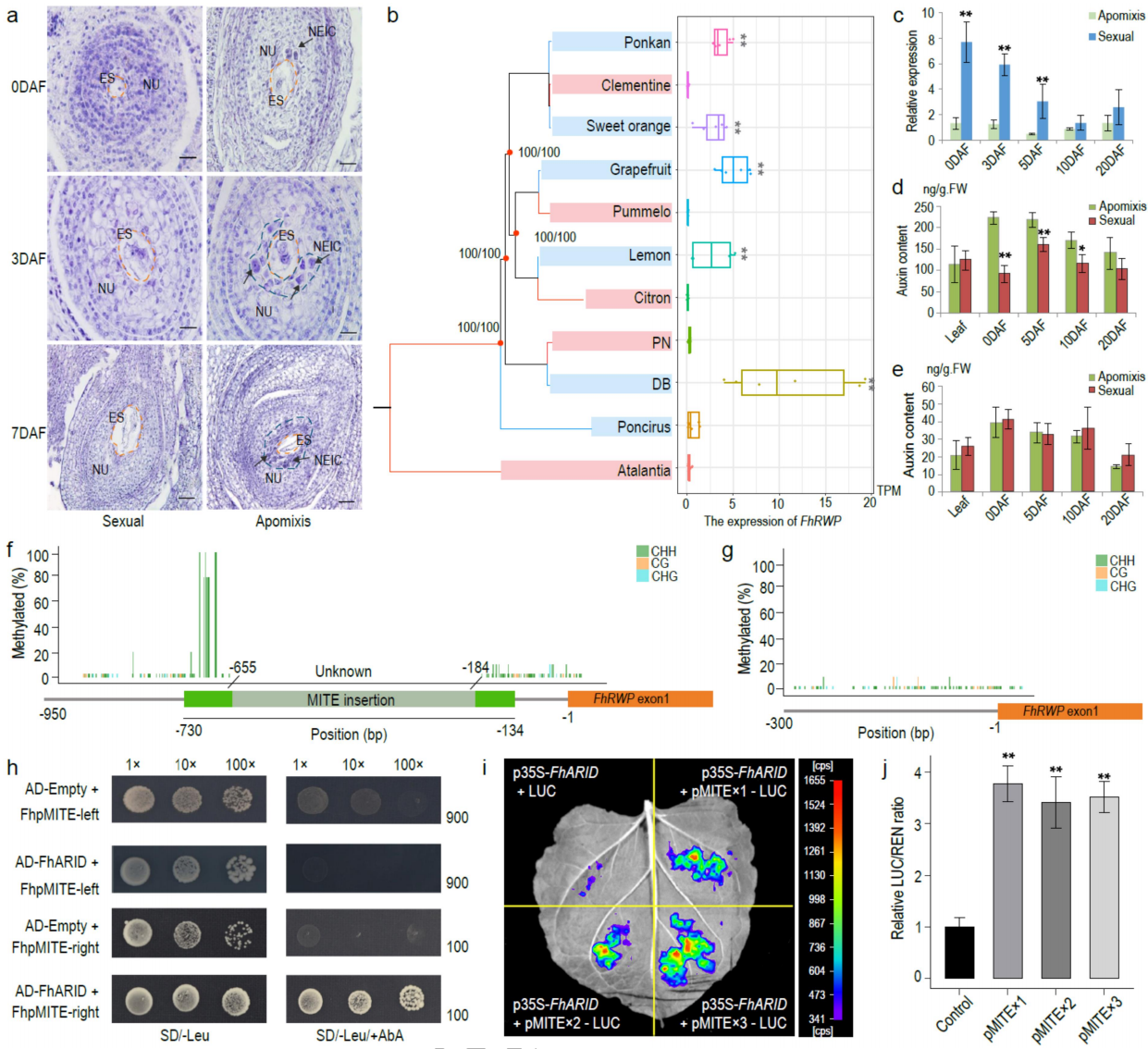 圖6 無(wú)融合生殖調控的分子特征