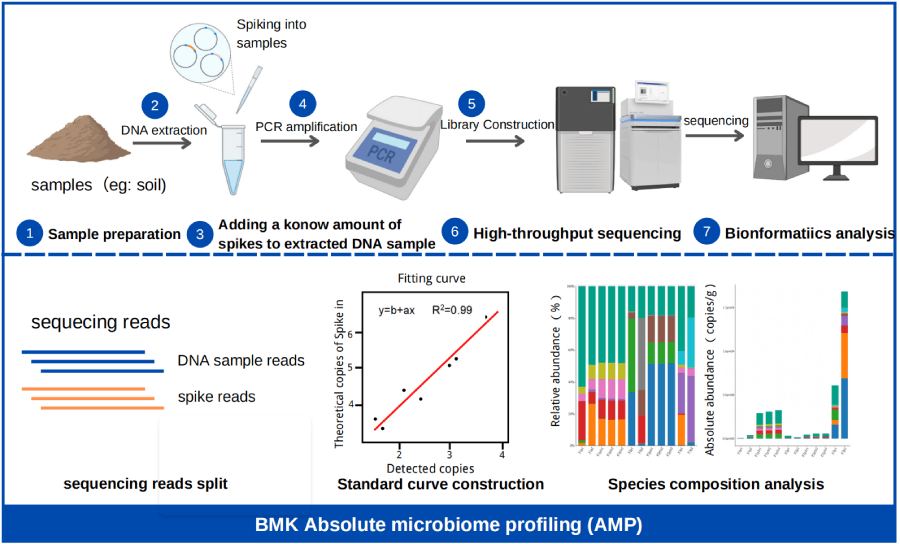 百邁客微生物絕對定量技術(shù)路線(xiàn)