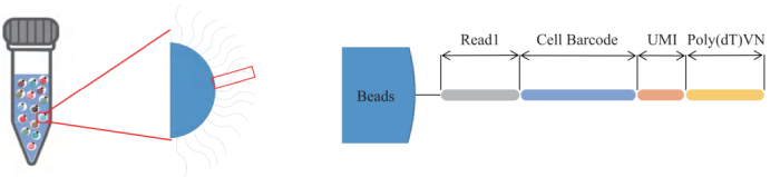 圖3：引物結構示意圖。