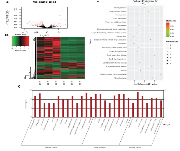 圖 3 黃河魚(yú)新品與對照組腸道轉錄組 DEGs 分析