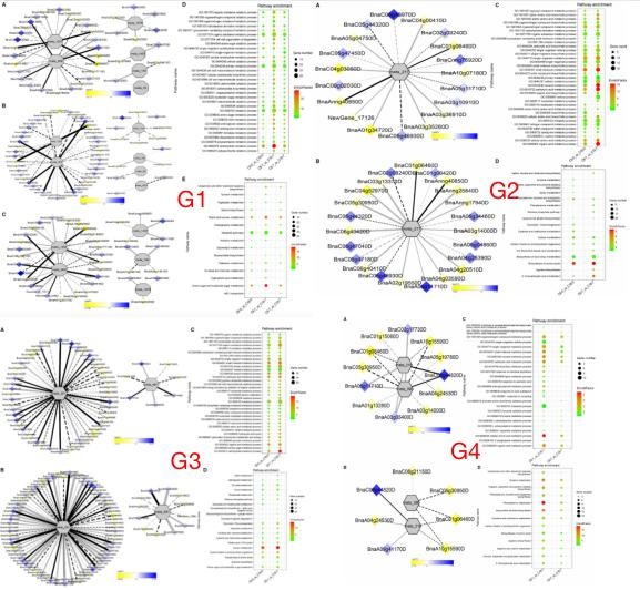低溫脅迫相關(guān)基因與 dam 的相關(guān)網(wǎng)絡(luò )分析