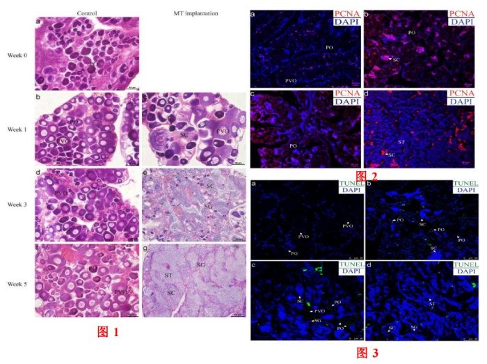 圖 1+2+3 人工性別逆轉以及性腺的增殖檢測和胞凋亡的檢測