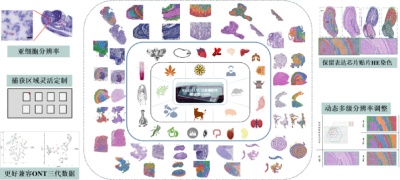 空間轉錄組芯片-BMKMANU S1000