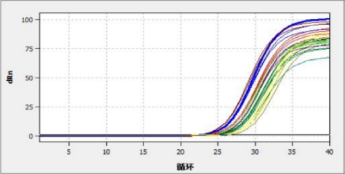 目的基因的擴增曲線(xiàn)