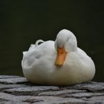 全基因組關(guān)聯(lián)分析為金陵白鴨選擇和育種提供遺傳參考