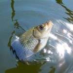 IF=12.2 | 中國藥科大學(xué)儲衛華團隊在領(lǐng)域內發(fā)布重要研究成果