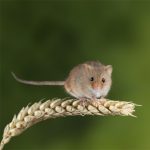 Nature Communications | 全長(cháng)轉錄組助力重慶醫科大學(xué)成功解析可變剪切新機制