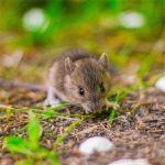 IF=20.5 | 全基因組測序助力歐陸名校在Nature子刊發(fā)表成果