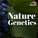 【項目文章】Nature Genetics | 國內科學(xué)家團隊在葡萄屬超級泛基因組研究中獲得重大突破