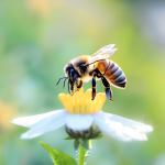 J Hazard Mater | 蜜蜂健康告急！江西農大蜜蜂研究所科研新突破
