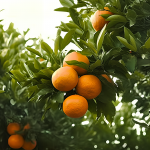 JIPB | 西南大學(xué)柑桔研究所與合作者為柑橘物種的起源和進(jìn)化提供了新見(jiàn)解