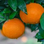 Plant J | ATAC-seq助力院士團隊在柑橘無(wú)融合生殖和FhRWP功能探索中取得新進(jìn)展