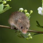 IF=26.7 | 酸味竟然能緩解肝臟損傷？科學(xué)家揭秘“酸入肝”的科學(xué)依據！