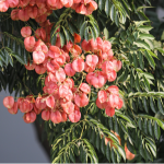 PBJ | 無(wú)患子屬全基因組多樣性圖譜被成功構建