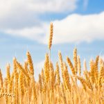 山東省農業(yè)科學(xué)家成功繪制小麥基因組從“頭”到“尾”無(wú)缺口的精確組裝