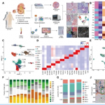 項目文章 | 時(shí)空多組學(xué)技術(shù)助力科學(xué)家團隊在國際著(zhù)名期刊發(fā)表最新成果
