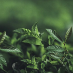 SLAF-seq技術(shù)助力科學(xué)家團隊構建油茶DNA指紋圖譜