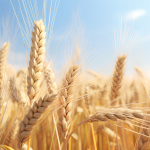 J Exp Bot | 揚州大學(xué)解析HvERF62基因介導大麥耐漬澇新機制