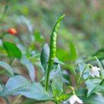 項目文章 | 突破性成果！辣椒基因組調控元件圖譜被系統繪制