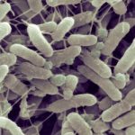 納米級塑料如何促進(jìn)抗生素耐藥性的演變