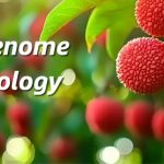 廣東省農科院聯(lián)合華南農大、中國熱帶農科院在荔枝資源群體遺傳和果實(shí)性狀形成方面取得重要進(jìn)展