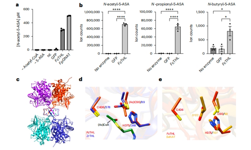 圖3?5-ASA在體外的乙?；钚缘淖C實(shí)