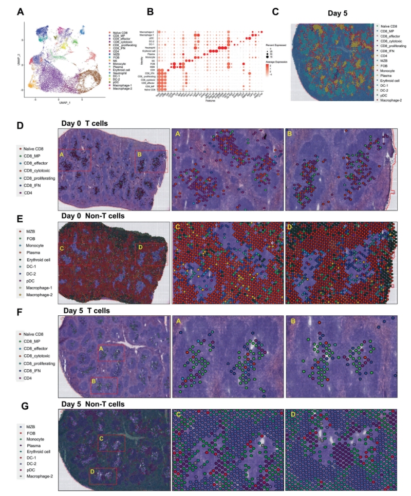研究結果三:跨組織區域細胞亞群的鑒定和空間圖譜