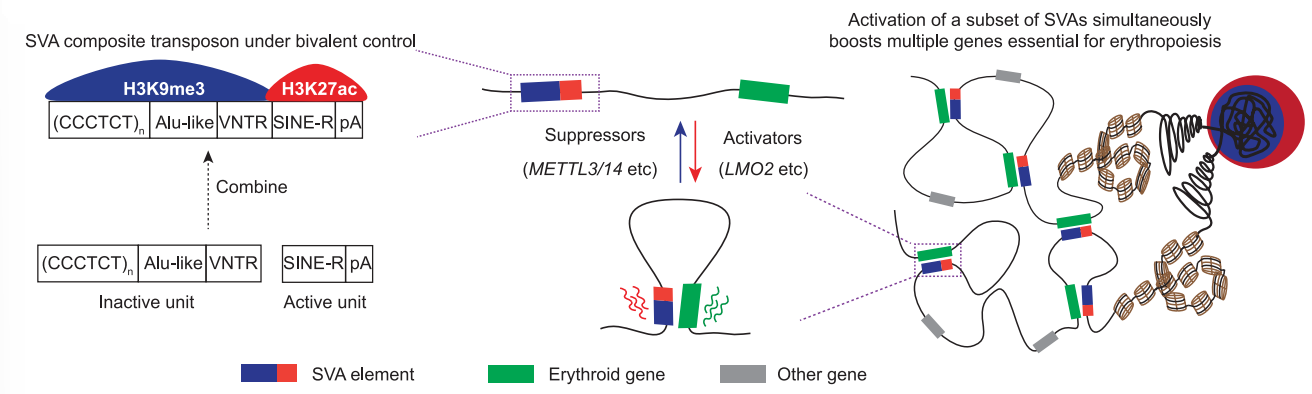圖6. SVA激活促進(jìn)紅系分化相關(guān)基因表達