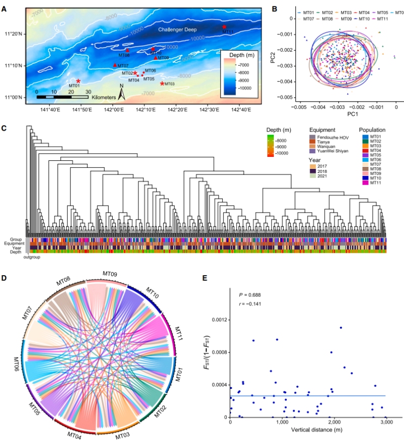 地理隔離塑造了不同鉤蝦群體的遺傳分化