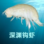 Cell | 深淵鉤蝦基因組揭示其萬(wàn)米超深淵環(huán)境的適應性和種群歷史