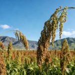 《Cell》：揭示缺磷環(huán)境促進(jìn)作物SL外排的生理現象，并解析其分子機制