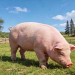 《Science Bulletin》印遇龍院士團隊最新研究成果：史氏甲烷短桿菌通過(guò)抑制肝臟酮體代謝，導致出生后生長(cháng)遲緩